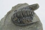 Detailed Cornuproetus Trilobite Fossil - Morocco #222468-1